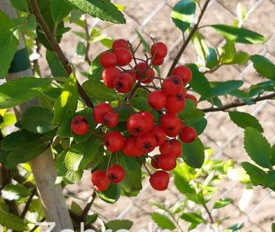 hlohyně - Pyracantha coccinea 'Red Column'