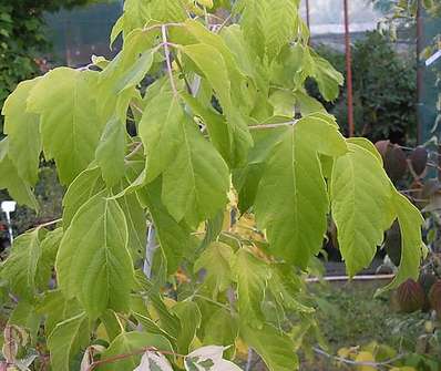 javor - Acer negundo 'Kelly s Gold'