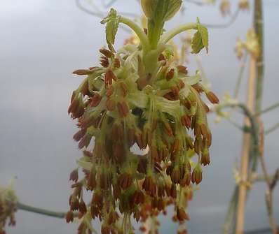 javor - Acer negundo 'Kelly s Gold'