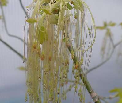 javor - Acer negundo 'Kelly s Gold'