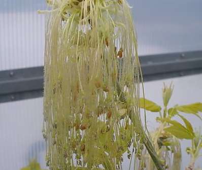 javor - Acer negundo 'Kelly s Gold'