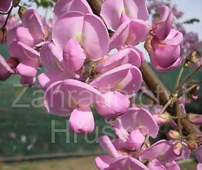 akát - Robinia hispida