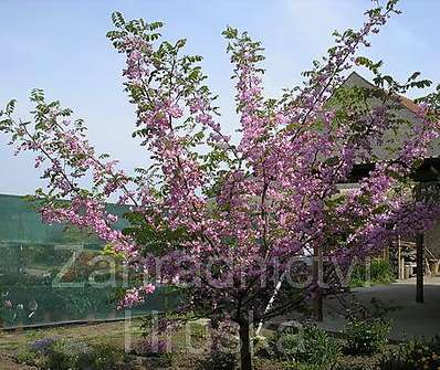 akát - Robinia hispida