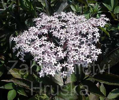 bez černý - Sambucus nigra  'Purpurea'