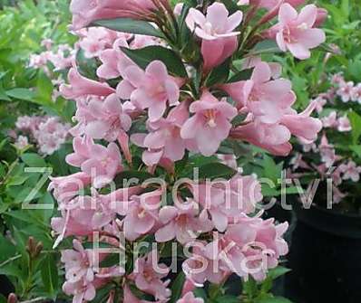 vajgélie - Weigela florida 'Piccolo'.
