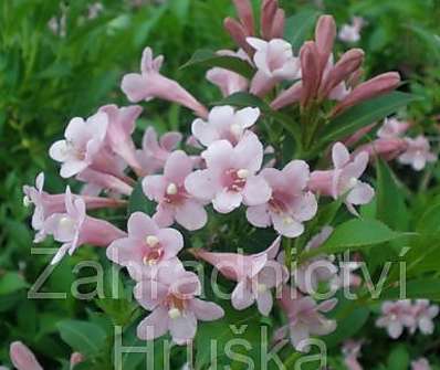 vajgélie - Weigela florida 'Piccolo'.