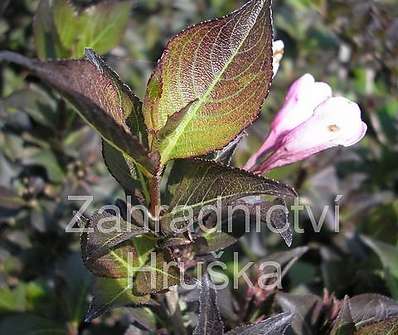 vajgélie - Weigela florida 'Purpurea Nana'.