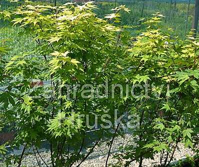 javor - Acer palmatum