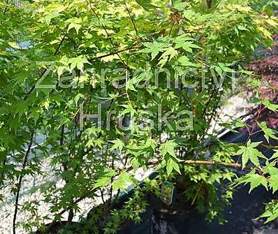 javor - Acer palmatum