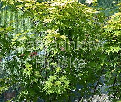 javor - Acer palmatum