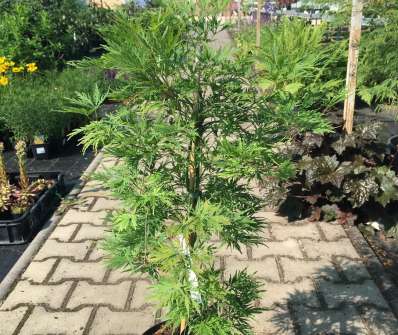 javor - Acer palmatum 'Dissectum'.