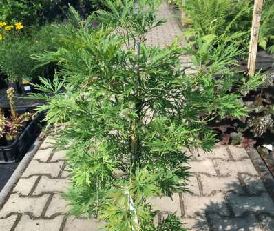 javor - Acer palmatum 'Dissectum'.