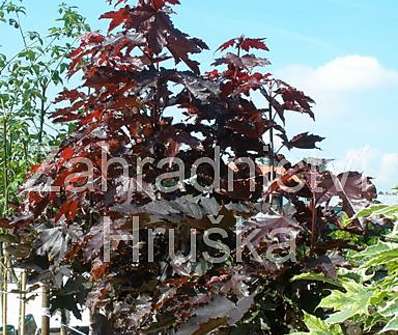 javor - Acer platanoides 'Crimson Sentry'.....