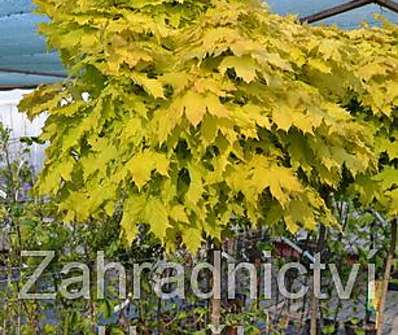 javor - Acer platanoides 'Golden Globe'..