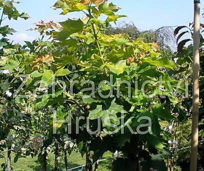 javor - Acer platanoides 'Golden Globe'...