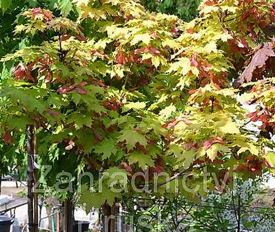 javor - Acer platanoides 'Golden Globe'...