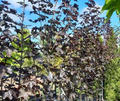 javor - Acer platanoides 'Royal Red'