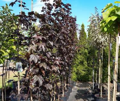 javor - Acer platanoides 'Royal Red'