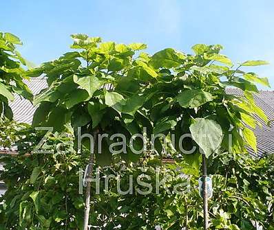 katalpa - Catalpa bignoides 'Nana'...