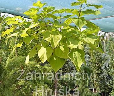 katalpa - Catalpa bignoides 'Aurea'