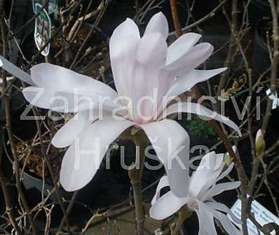 šácholan - Magnolia stellata