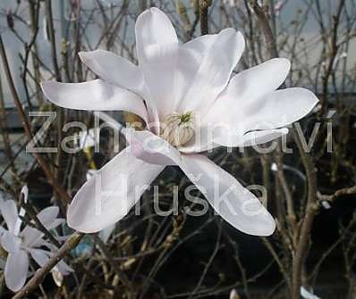 šácholan - Magnolia stellata