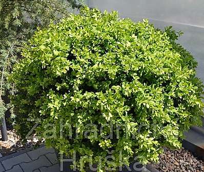 zimostráz - Buxus sempervirens..