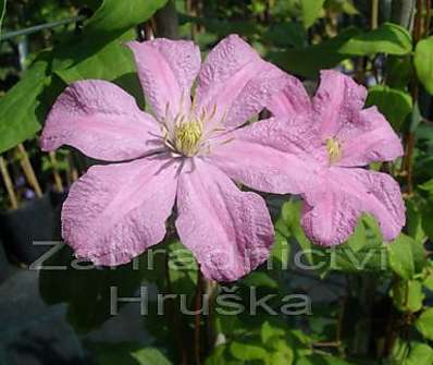 plamének - Clematis 'Comtesse de Bouchaud'