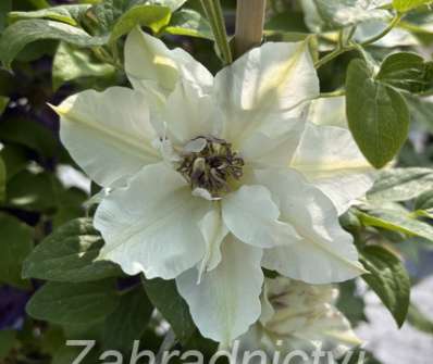 plamének - Clematis 'First Light'