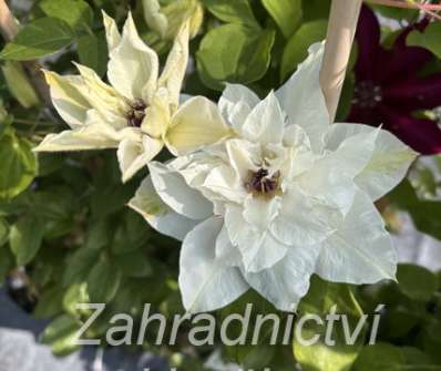 plamének - Clematis 'First Light'