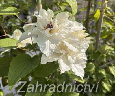 plamének - Clematis 'First Light'