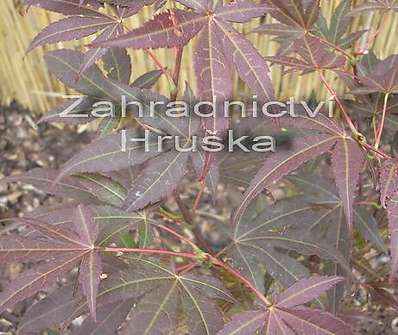 javor - Acer palmatum 'Atropurpureum'.