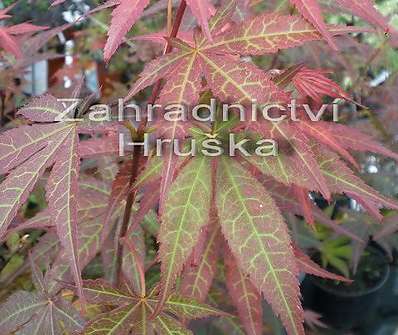 javor - Acer palmatum 'Atropurpureum'.