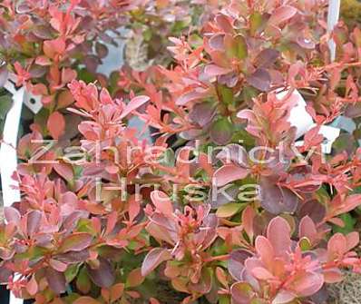 dřišťál - Berberis thunbergii 'Orange carpet'