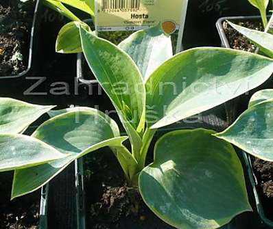 bohyška - Hosta sieboldiana 'Frances Williams'