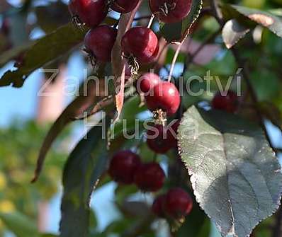 jabloň - Malus 'Liset'