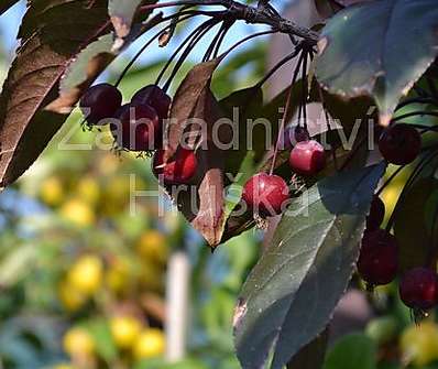 jabloň - Malus 'Liset'