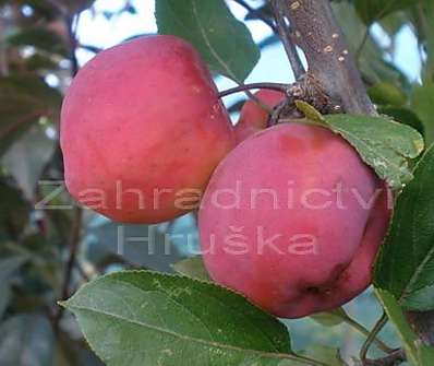 jabloň - Malus 'Liset'