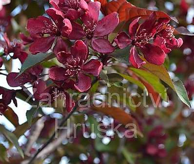 jabloň - Malus 'Liset'