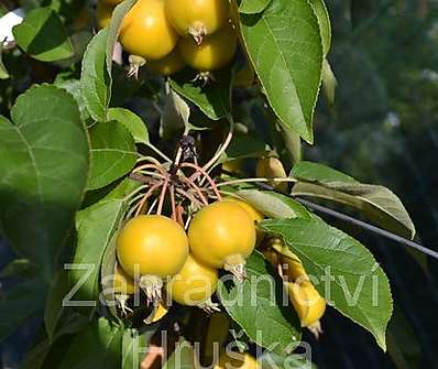 jabloň - Malus 'Golden Hornet'