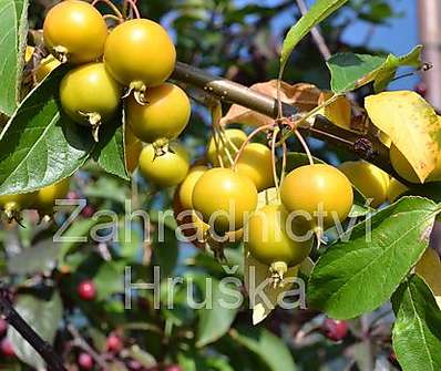 jabloň - Malus 'Golden Hornet'