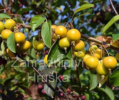 jabloň - Malus 'Golden Hornet'
