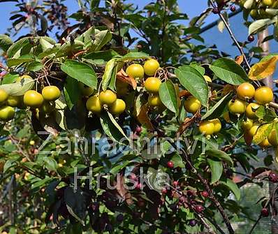 jabloň - Malus 'Golden Hornet'