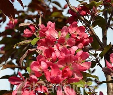 jabloň - Malus 'Profusion'