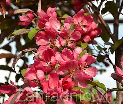 jabloň - Malus 'Profusion'