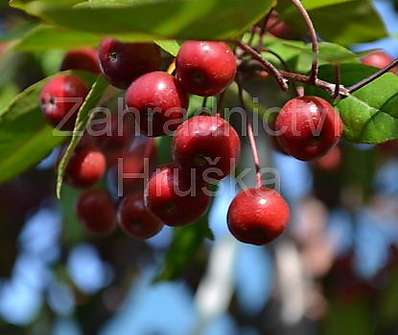 jabloň - Malus 'Profusion'