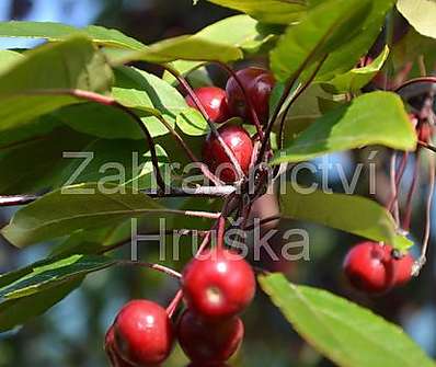 jabloň - Malus 'Profusion'