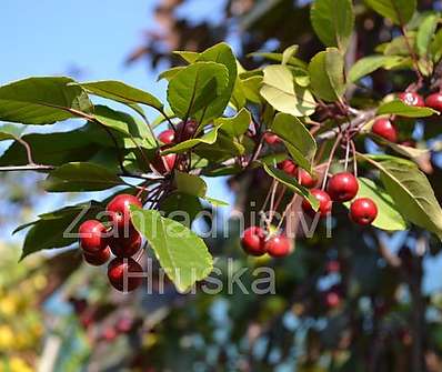 jabloň - Malus 'Profusion'