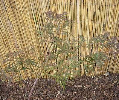 javor - Acer palmatum 'Dissectum Garnet'