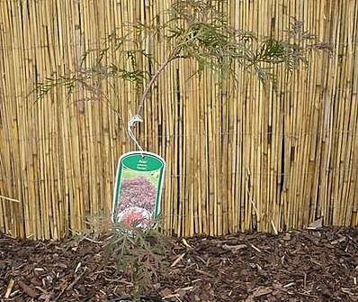 javor - Acer palmatum 'Dissectum Garnet'